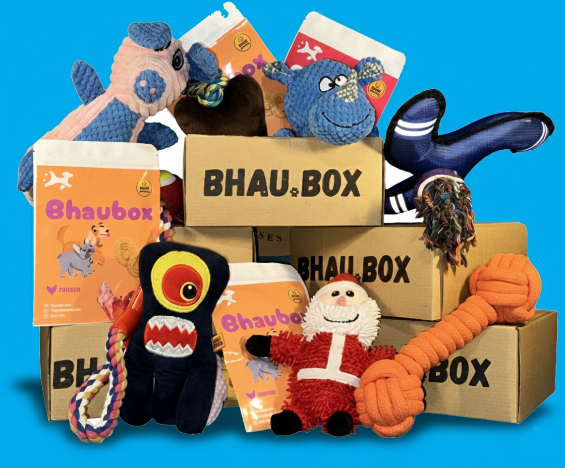 Happy dog with BhauBox toys and treats