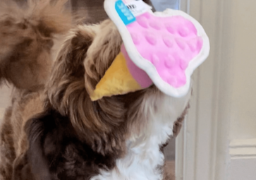 Biscuit